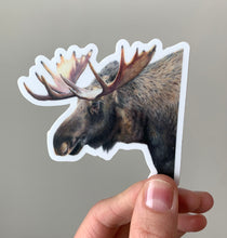 Load image into Gallery viewer, Moose Colored Pencil STICKER
