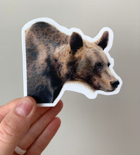 Load image into Gallery viewer, Grizzly Bear Colored Pencil Drawing STICKER
